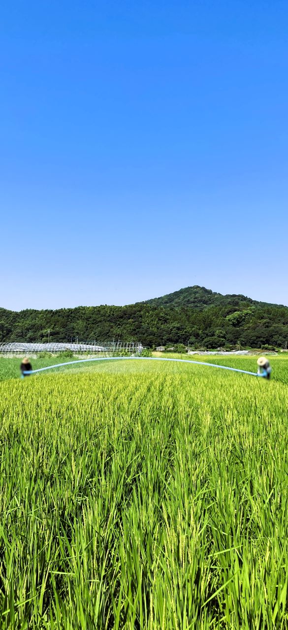 🌾お米の1年間 その15🌾